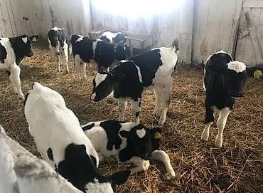 купою: Читать внимательно и полностью Срочный выкуп КРС Скупка КРС В любом — 2