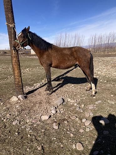 декаративный кролик: 1.5 жаш жазга кунан — 4