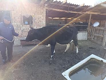 хара: Сатам | Уй (ургаачы) | Сүт алуу үчүн | Байланган — 8