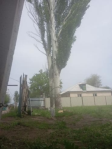 вызывной сто: - Специализация: спил высоких деревьев по частям, формовочная и — 1