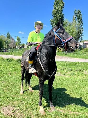 гуси линда: Продаю | Конь (самец) | Полукровка | Конный спорт | Осеменитель — 2