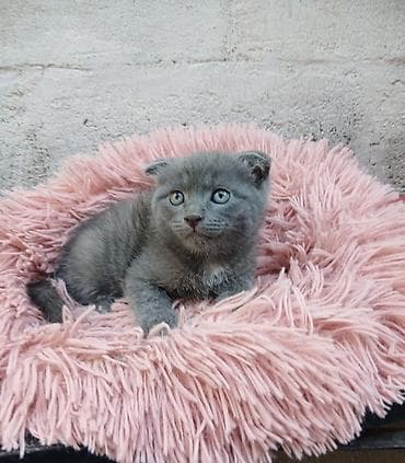 шатландские кошки: Скотиш Фолд (Шотландская вислоухая), 2 месяца, Мальчик, Голубой, Приучена к лотку — 4