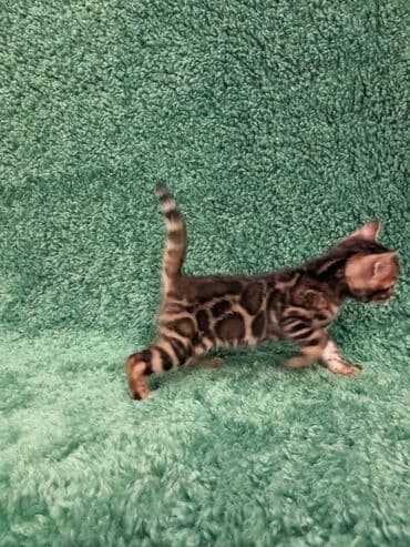 доброй: Всем Привет .!!!. В питомнике Бен Гла Мур. долгожданные новые детки — 4