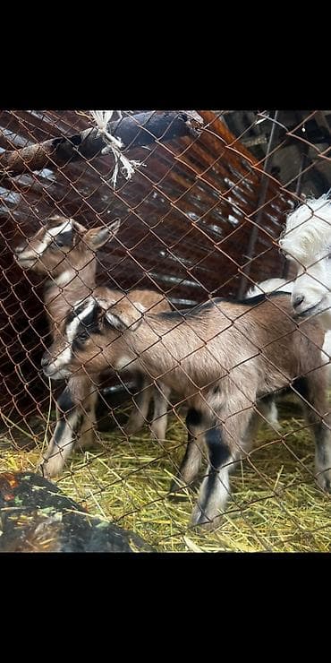 кони пони: Продаю | Козлёнок | Для разведения | Племенные — 2