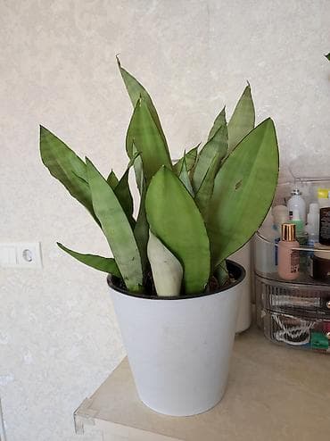 force 41421: Г Ош . Сансиеверия — 2