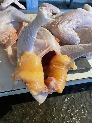 Азык-түлүктөр: Домашние потрошёные куры (тушка целиком) Опаленная Вес 1.3-1.8 кг — 4