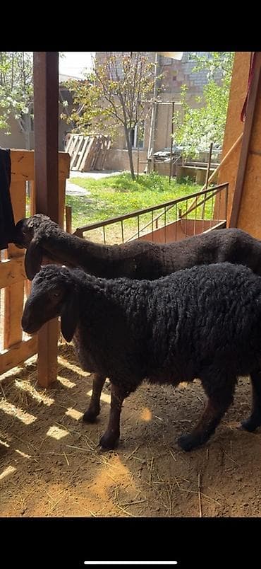 гуси линда: Продаю | Овца (самка) | Для разведения | Матка — 3