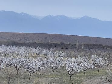 лесхоз: 600 соток, Действующий, Электричество, Холодная вода — 9