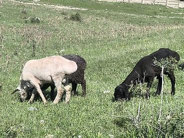 куры живые: Продаю | Овца (самка) | Для разведения | Матка — 2