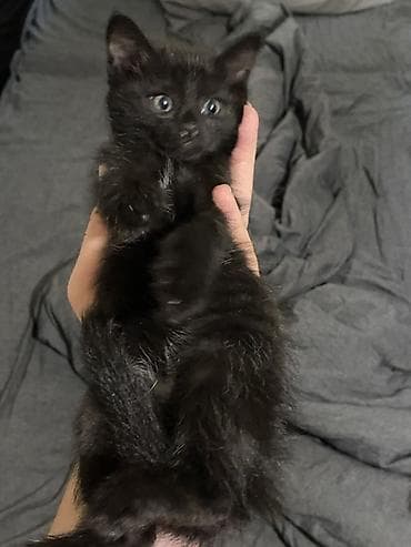 scottish fold: Отдам котят в добрые руки,месячные котята,ходят в лоток кушают — 2