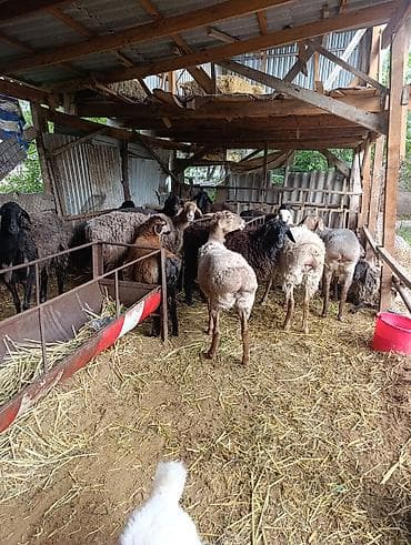 Животные: Продаю | Овца (самка) | Для разведения | Матка — 2