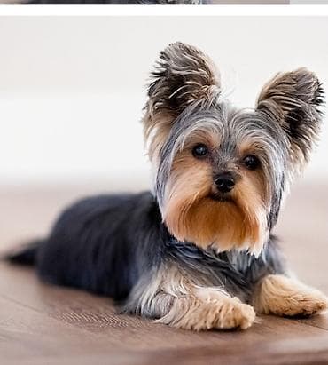 кане корсе: Усыпление собак и кошек. Вывоз трупа — 1