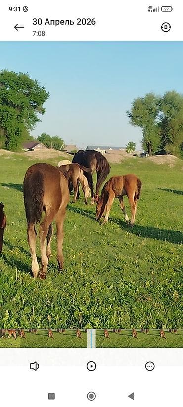 Айыл-чарба жаныбарлары: Сатам | Тай | Көбөйтүү үчүн | Асыл тукумдуу — 4