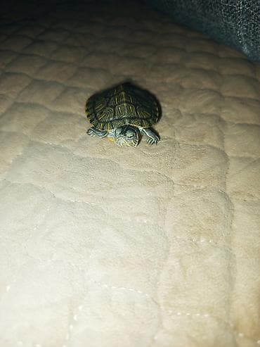 рыбы купить в аквариум: Черепаха красноухая (Trachemys scripta elegans), молодая — 3