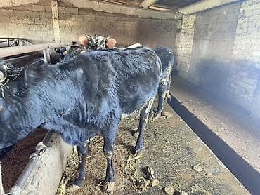 тай бишкек: Сатам | Уй (ургаачы), Кунаажын, Музоо | Алатоолук | Бордоп семиртүү үчүн | Байланган — 1