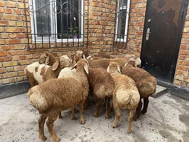 animal pack: Продаю | Ягненок | Для разведения — 2
