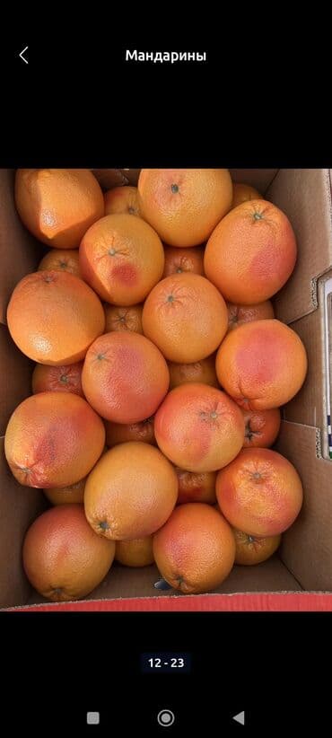 семена тюльпана: Мандарины Оптом — 9