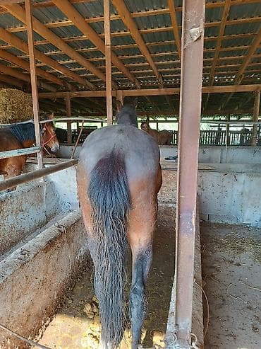 машинка для стрижки животных: Продаю | Жеребец — 3