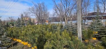 диваны бишкек табылга: Пихта,Голубые ели,Голубая ель,Сосна,Можевельник,Ёлка — 4