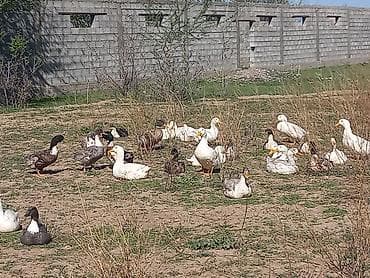 трава заберу бесплатно: Утки домашние, разного окраса (белые, серые, пёстрые). Поголовье — 3