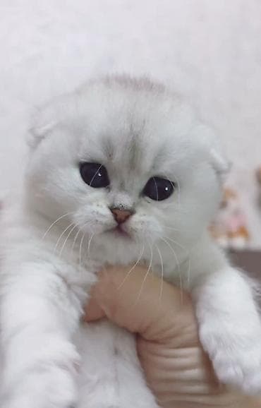 кошки лысые: Предлагаются к броне котята шотландской породы :мальчик скоттиш — 1