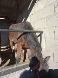 сколько стоит английский бульдог: Продаю | Жеребенок | Кара Жорго | Для разведения | Племенные — 6