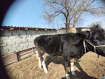 быки год: Продаю | Тёлка | Голштин | Для молока | Привязанные — 2