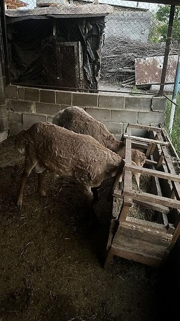 мел для животных: Продаю | Овца (самка) | Для разведения — 4