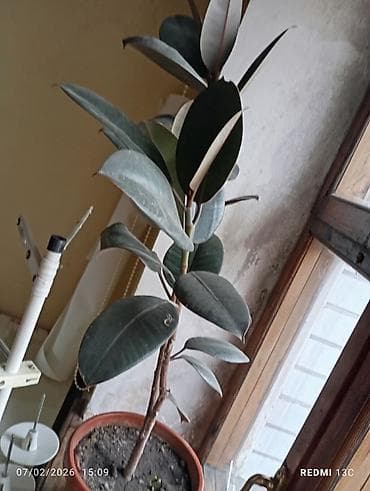 купить оптом комнатные цветы: Цветы домашние 1-Антуриум мужское счастье 4х летный в пяти литровом — 4