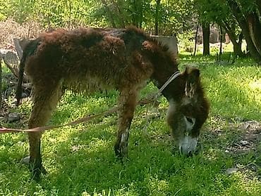 гуси линда: Осёл (долговязый тип, густая кудрявая шерсть рыже‑бурого цвета с — 2