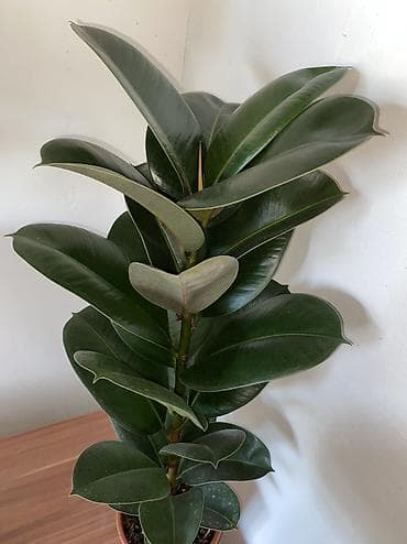Бөлмө өсүмдүктөрү: Фикус эластика (Rubber Plant) в горшке - Сорт: вероятно — 4