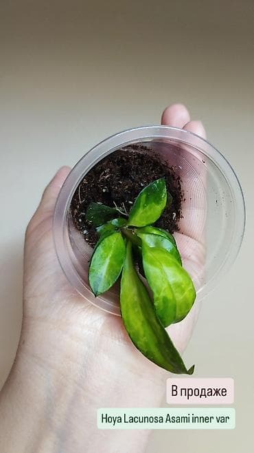 хойи: В продаже ❇️ Укоренённые Хойи, Ceropegia Woodii Variegata — 5