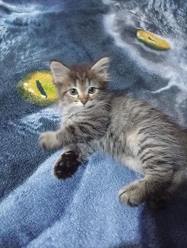 котята простые: Кошка даром: Беспородная, 2 месяца, Девочка — 4