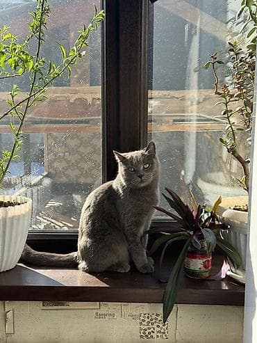 заказать котят: Продается британка
К лотку приручена,воспитанная и ласковая — 2