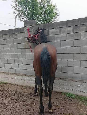 обмен на хаски: Продаю | Конь (самец) | Конный спорт — 1