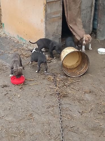 питбуль собака цена: Питбуль, 1 месяц, Самец, С родословной — 8