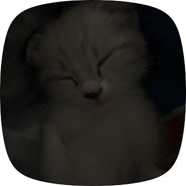 кошка тайская: Сиамская, 2 месяца, Мальчик, Приучена к лотку — 3