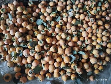 кел кел: Хурма с дерева - Сорт: крупноплодная сладкая хурма (без выраженной — 8