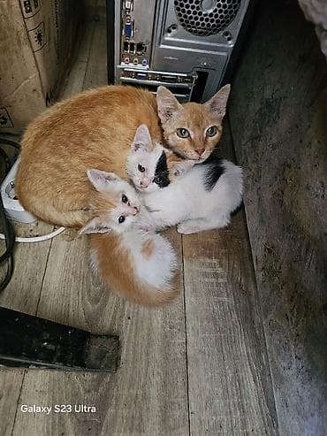 Котята от домашней кошки - Помёт из трёх котят: два рыже-белых и один at lalafo.kg Котята от домашней кошки - Помёт из трёх котят: два рыже-белых и один
