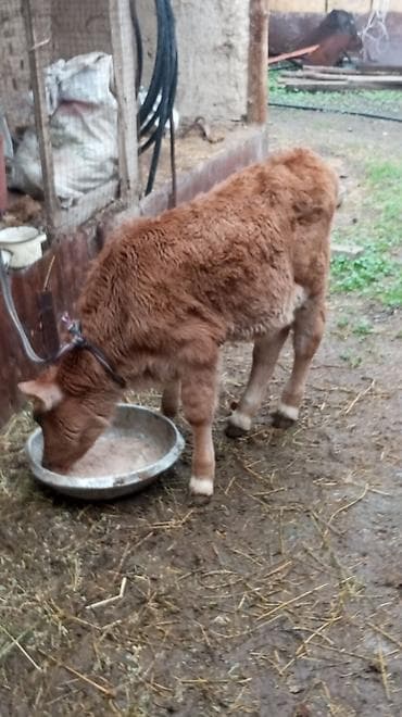 улуу тоо: Сатам | Бука (эркек) — 3