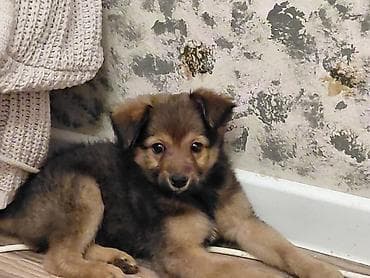 собаки самки: 🐶 Ищет любящий дом очаровательная девочка! ❤️ Возраст — 2 месяца — 3