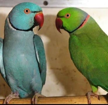 питьевые витамины для волнистых попугаев: Волнистые попугайчики а так же есть разные виды Кареллы, Неразлучники — 8