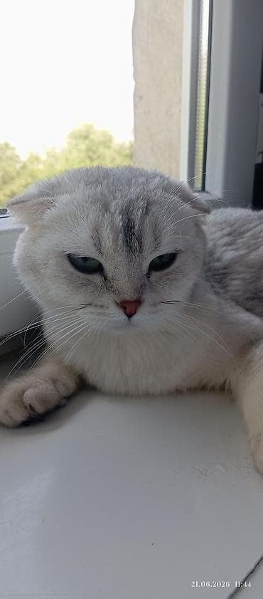 пародистые кошки: Шотландская вислоухая кошка (Scottish Fold), окрас серебристый — 1