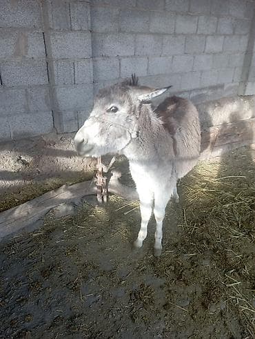 продаю чихуахуа: Осёл (молодой, компактного роста) Описание: - Домашний осёл — 4