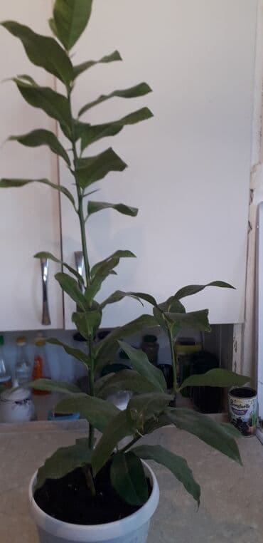 лимон цена за кг бишкек: Саженцы лимонов 2т.с.,5т.с — 5