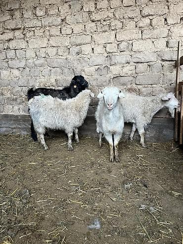 овцы матки: Продаю | Коза (самка) | Для разведения — 8