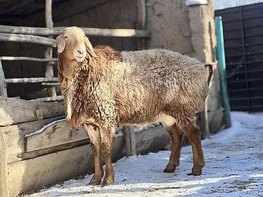 какие собаки продаются: Продаю | Баран (самец) | Арашан | Для разведения | Племенные, Осеменитель — 2