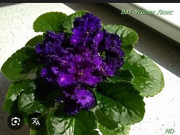 Продаю детки сортовых фиалок,около 200 сортов🌺🌿🌺. 100сом. Есть