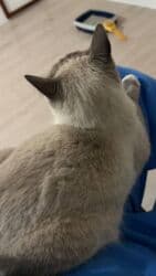 показы 1 354 72 договорная кошка даром британская короткошёрстная 1 год мальчик метис 2 позвонить написать: Сиам, 1 жаш, Ургаачы, Лотокко барууга үйрөтүлгөн — 9