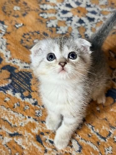 Продажа кошек: Скотиш Фолд (Шотландская вислоухая), 2 месяца, Мальчик, Серый, Приучена к лотку — 2